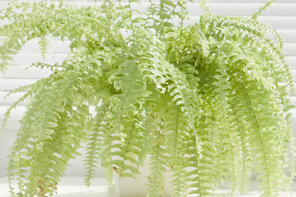 Indoor Garten